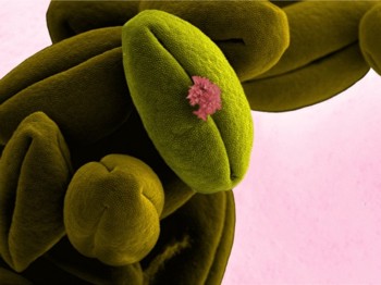 Tomato pollen sample 1.