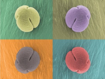 Tomato pollen sample 2.